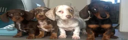 Dachshund dogs for sale: 3 females remaining ready now  - Advert 3
