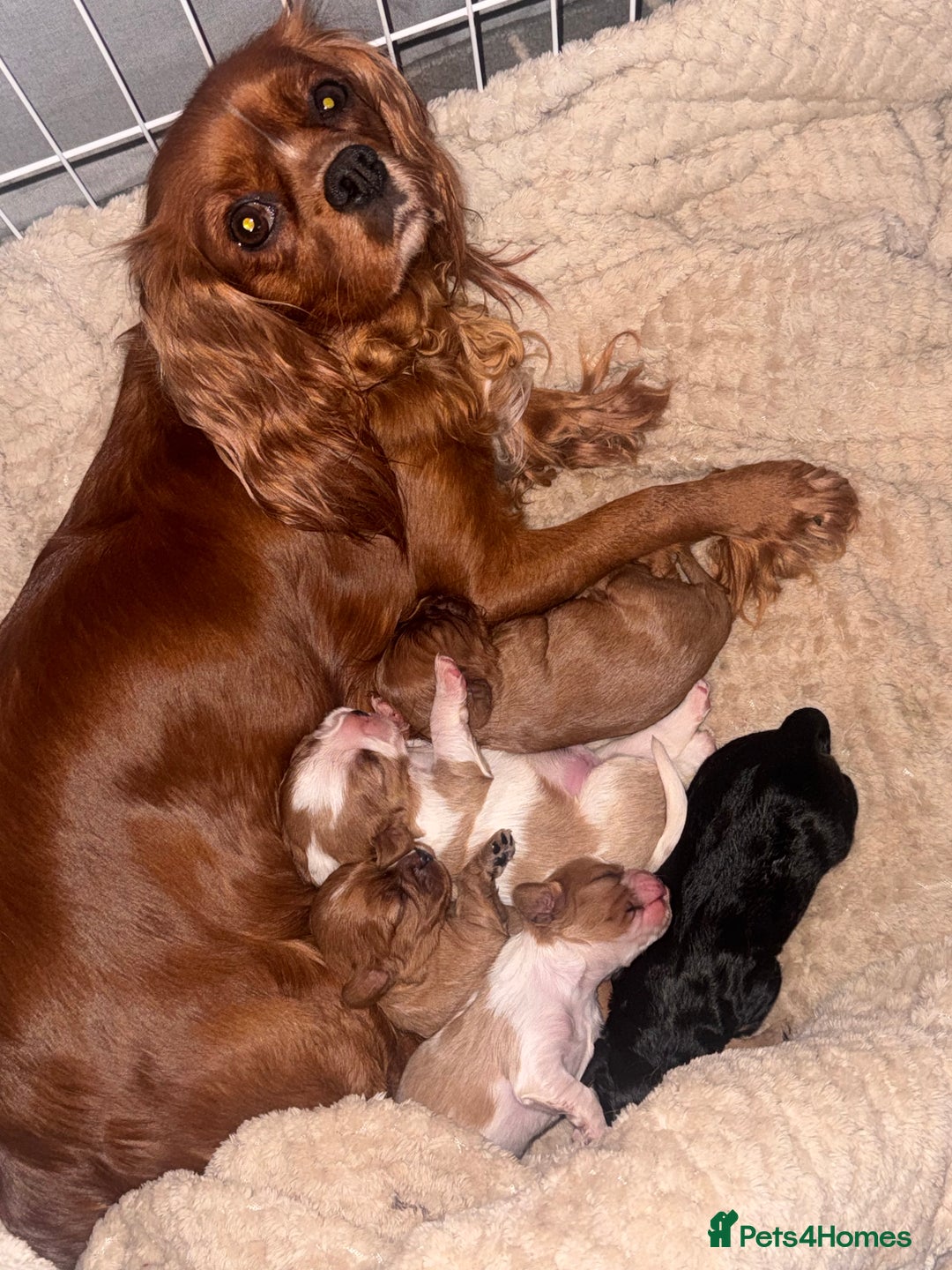 Cavalier King Charles Spaniel dogs for sale: Beautiful pups DNA HEALTH TESTED parents  - Advert 4