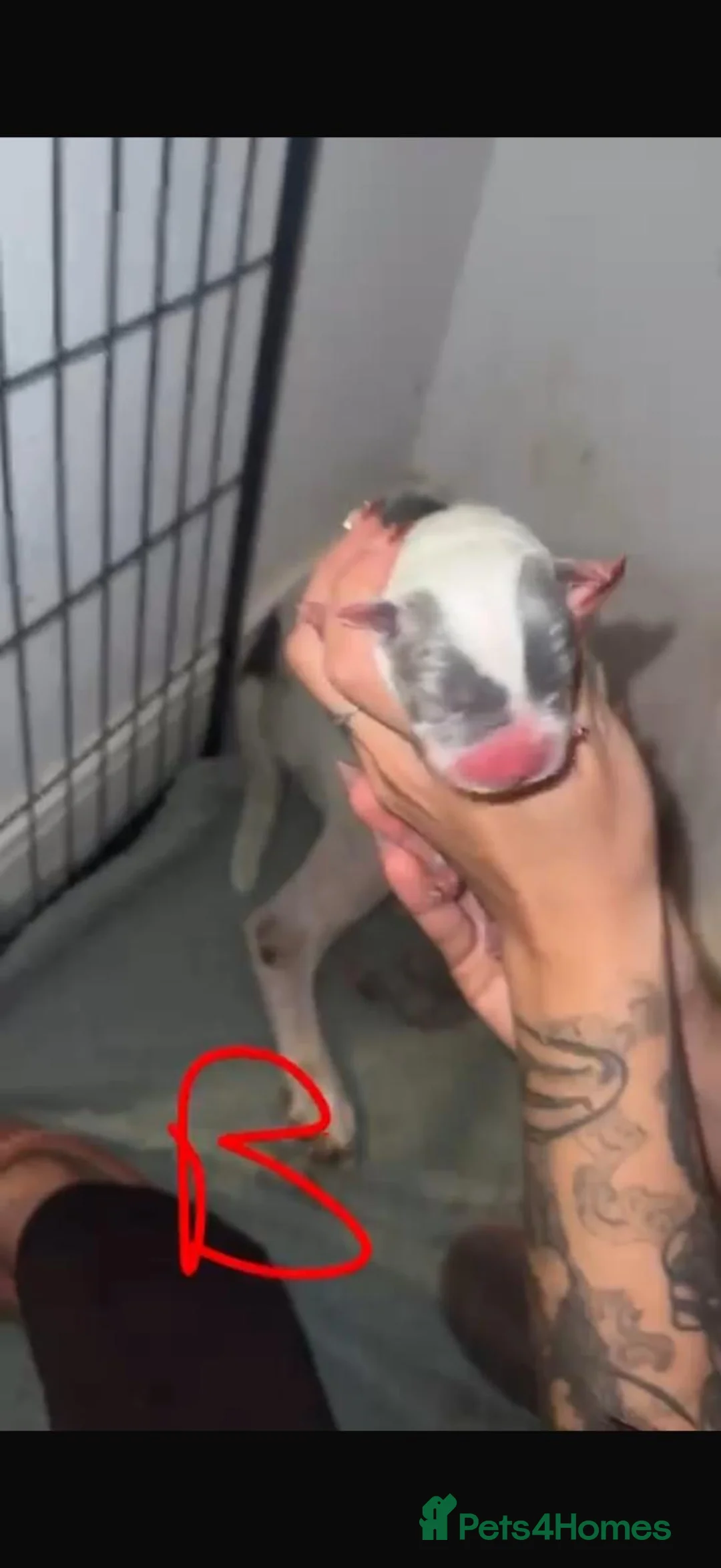 Mixed Breed dogs for sale: Beautiful mixed litter of puppies for sale - Advert 11