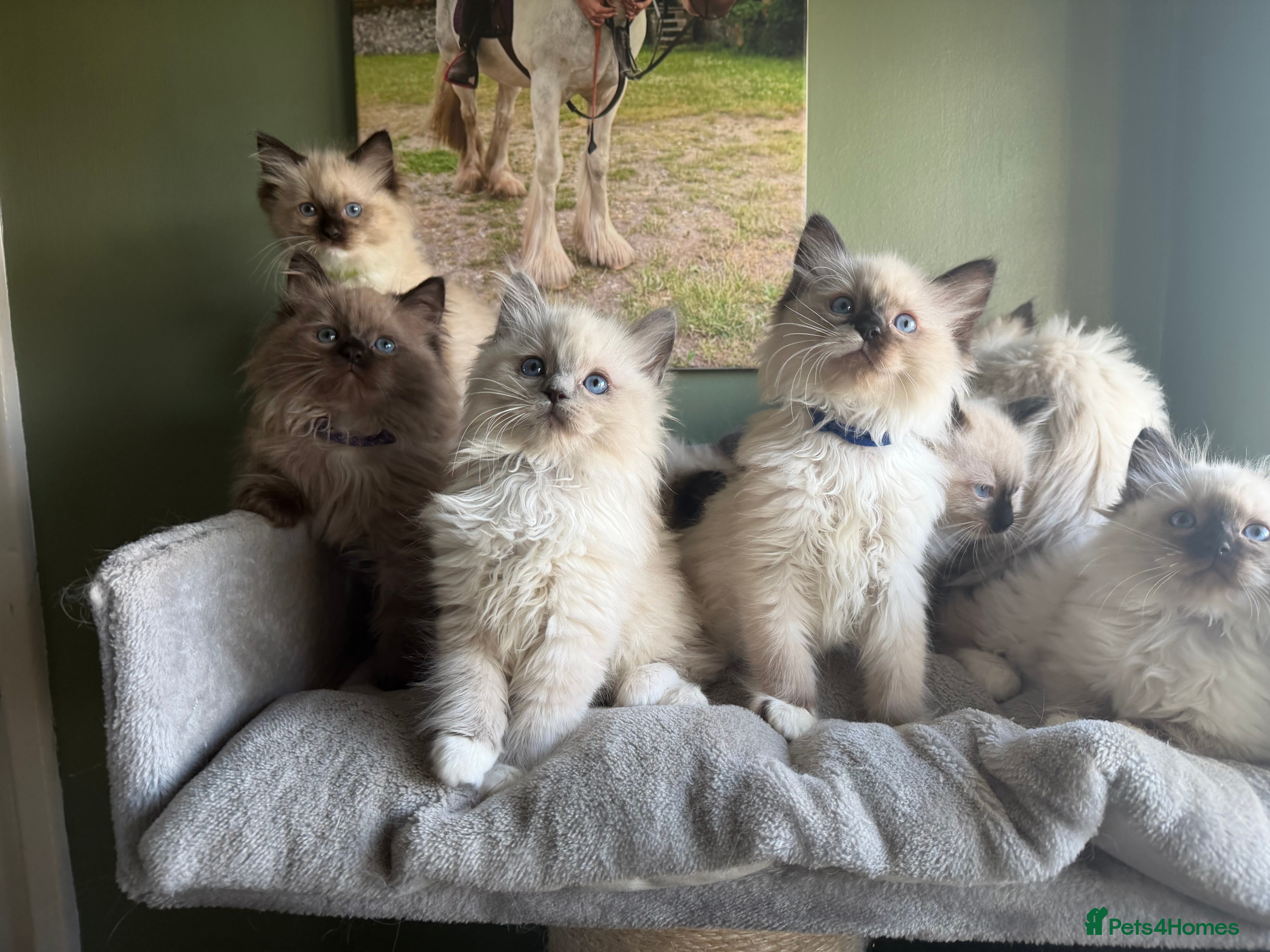 Ragdoll cats Tica Registered Ragdolls - Advert 5