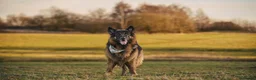 German Shepherd dogs for stud: Long haired german shepherd for stud - Advert 19