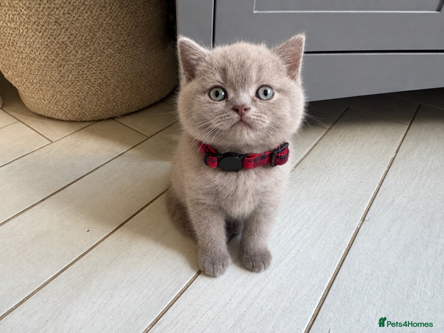 British Shorthair cats GCCF and TICA Registered British Shorthair Kittens - Advert 2