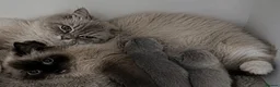 Ragdoll cats for sale: RAGDOLL MIX KITTENS - Advert 3