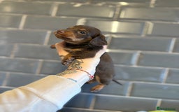 Mixed Breed dogs for sale: F1 Toy Doxiepoo   - Image 5
