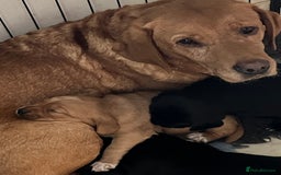 Mixed Breed dogs for sale: Sprockerdor puppies for sale - Image 12