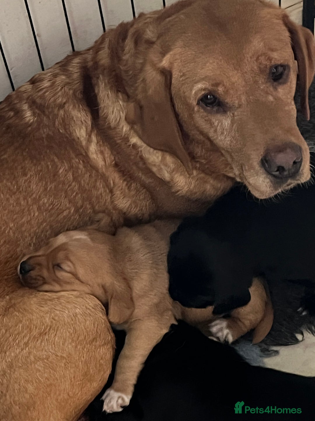 Mixed Breed dogs for sale: Sprockerdor puppies for sale - Image 12