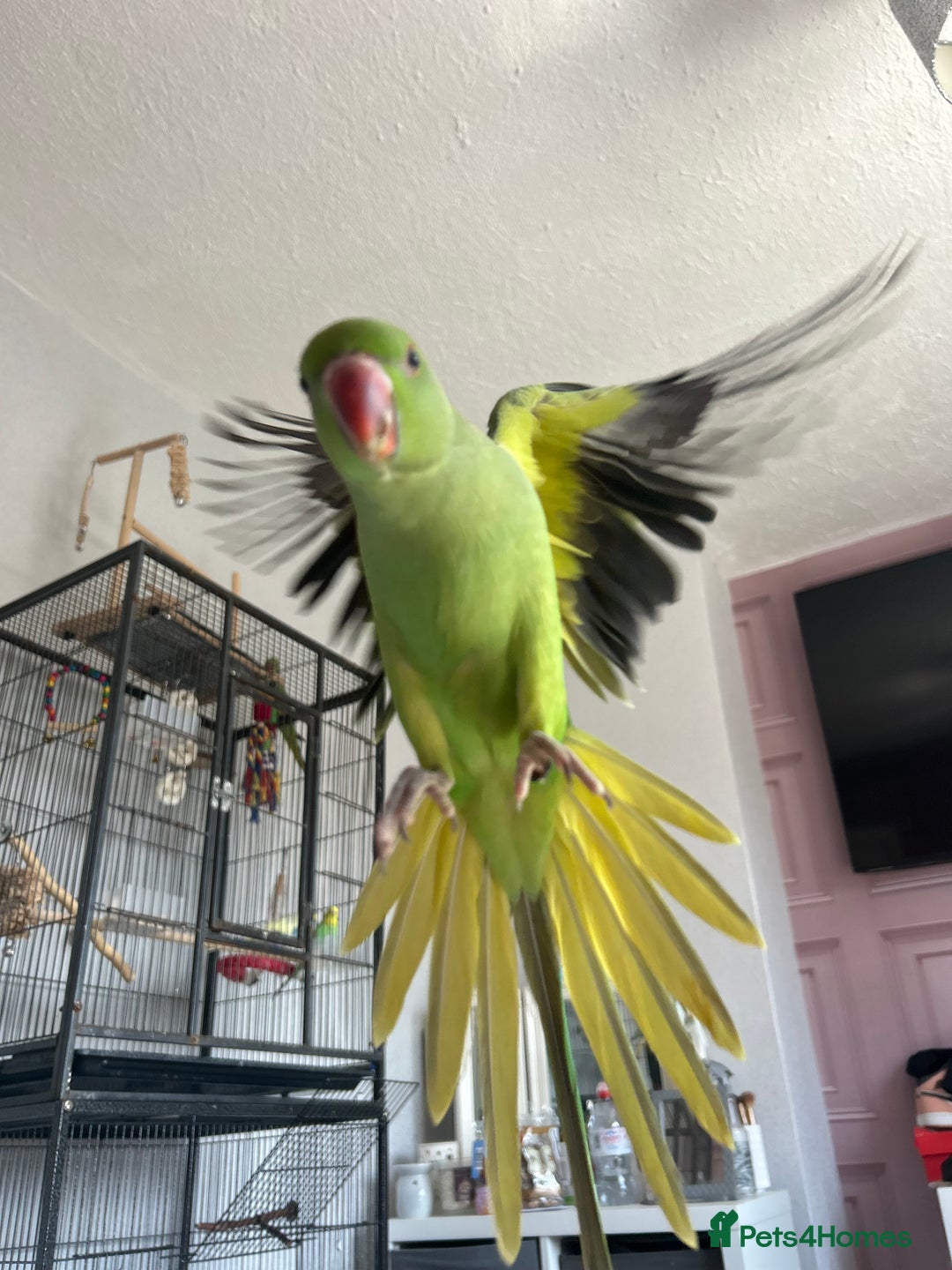 Ringnecks birds for sale: Hand reared baby ringnecks  - Image 3