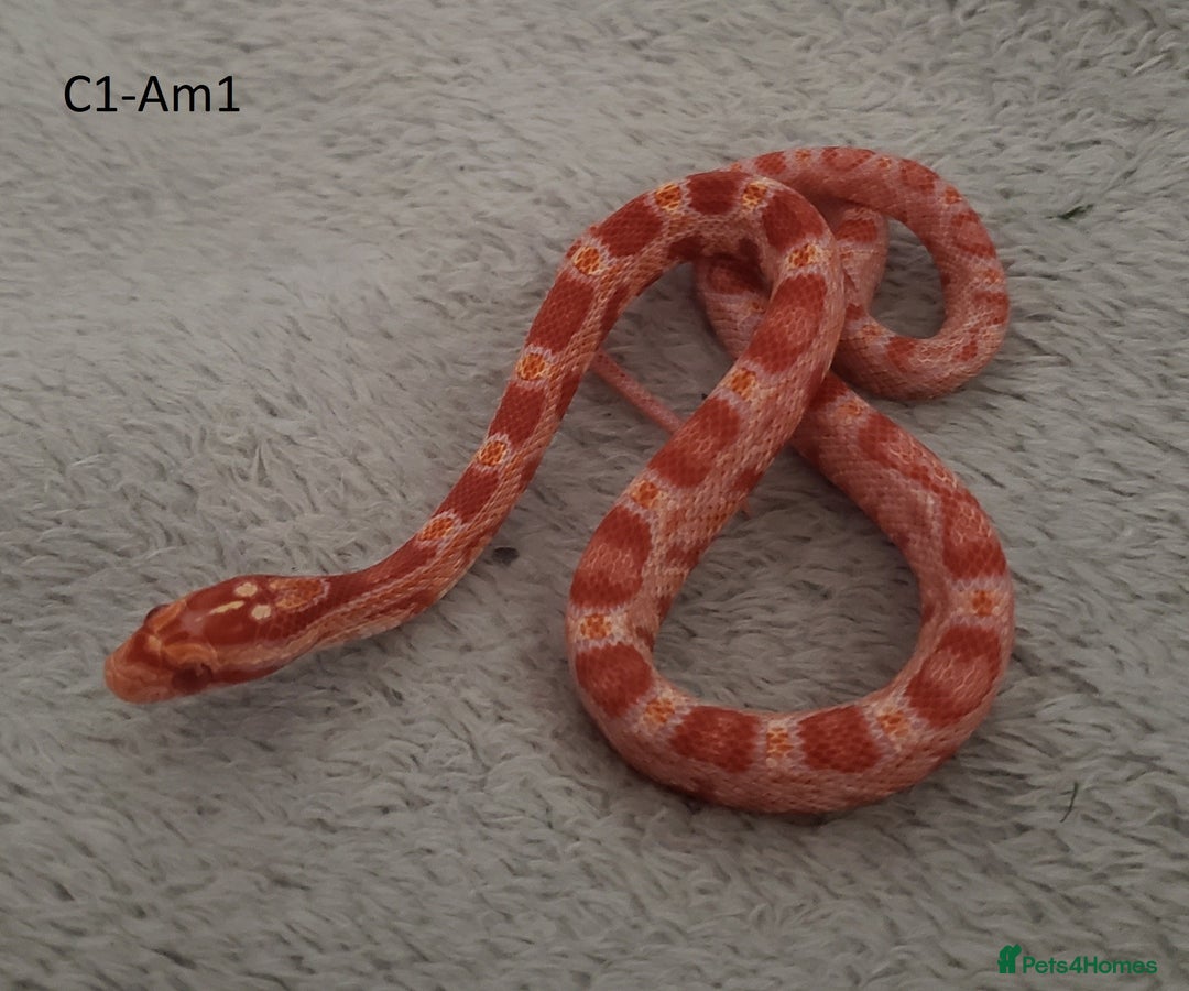 Corn Snake reptiles for sale: Babies Corn snakes - Image 2