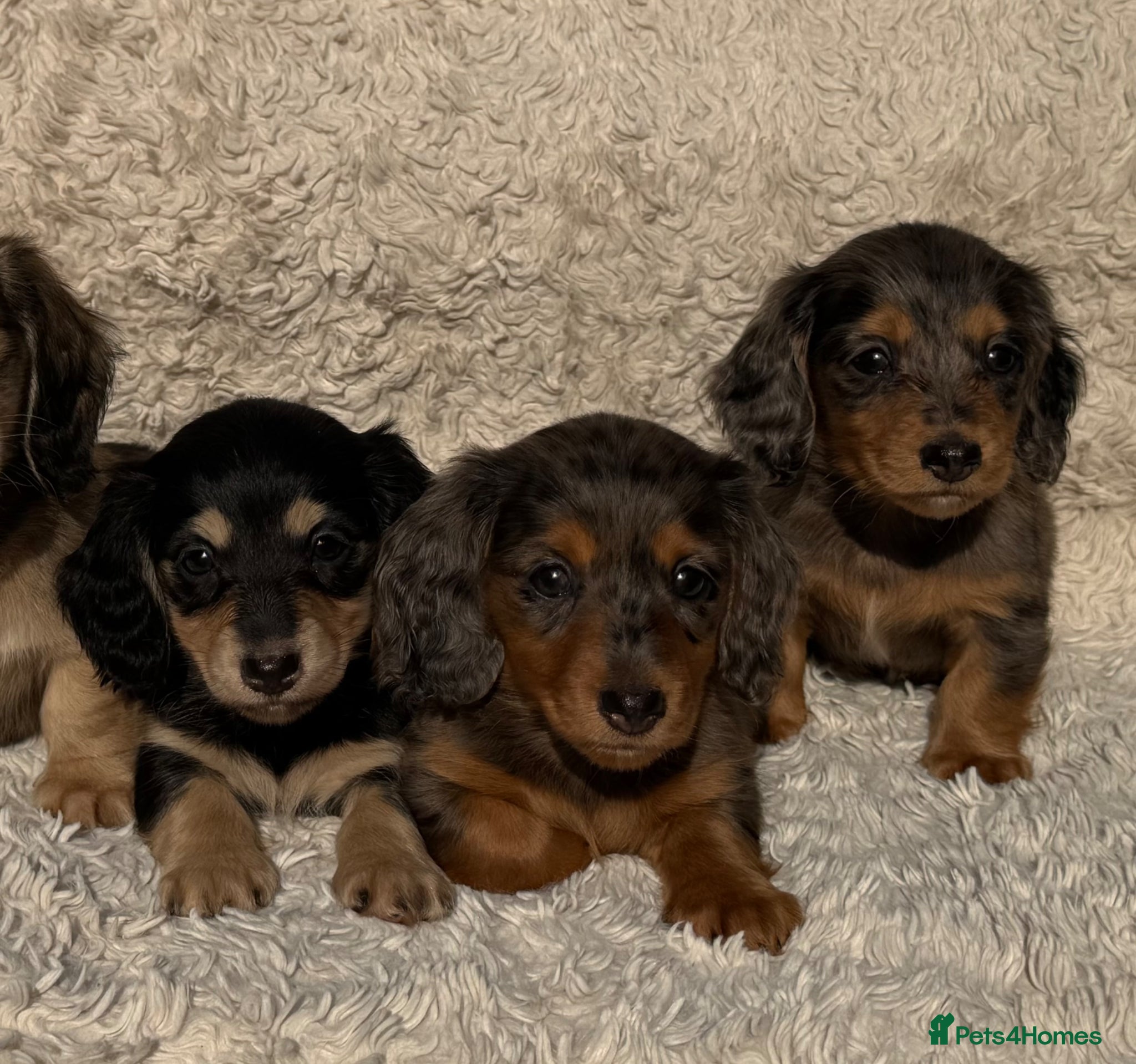 Miniature Dachshund dogs Ready now Miniature longhaired dachshunds  - Advert 13
