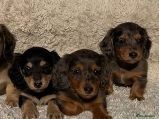 Miniature Dachshund dogs Ready now Miniature longhaired dachshunds - Advert 3