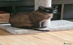 Tonkinese cats for sale: Beautiful Tonkinese Boy - Cappuccino - Image 8
