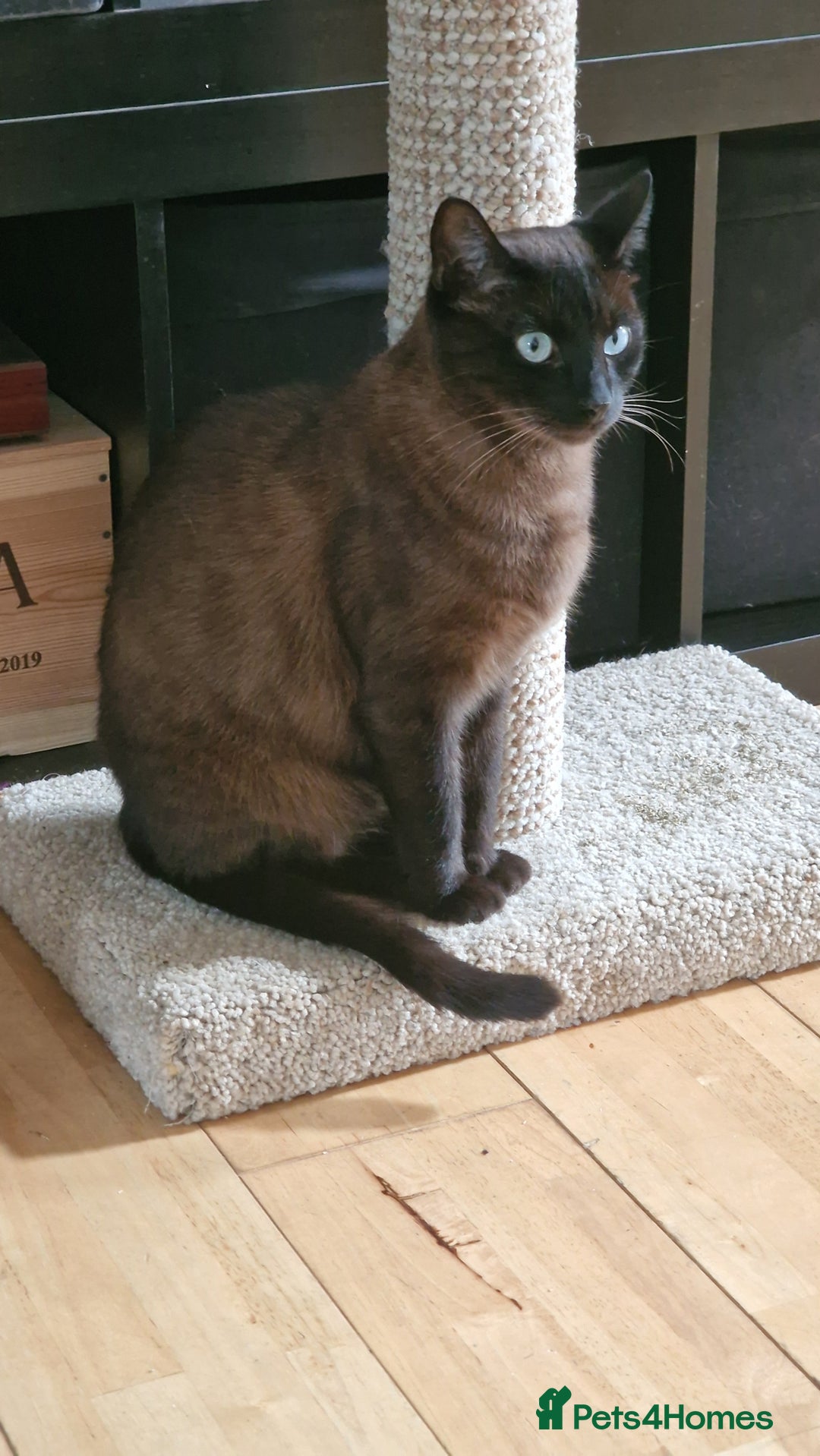 Tonkinese cats for sale: Beautiful Tonkinese Boy - Cappuccino - Image 8