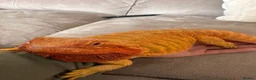 Bearded Dragon reptiles for sale: Female Bearded Dragon and Enclosure  - Advert 2