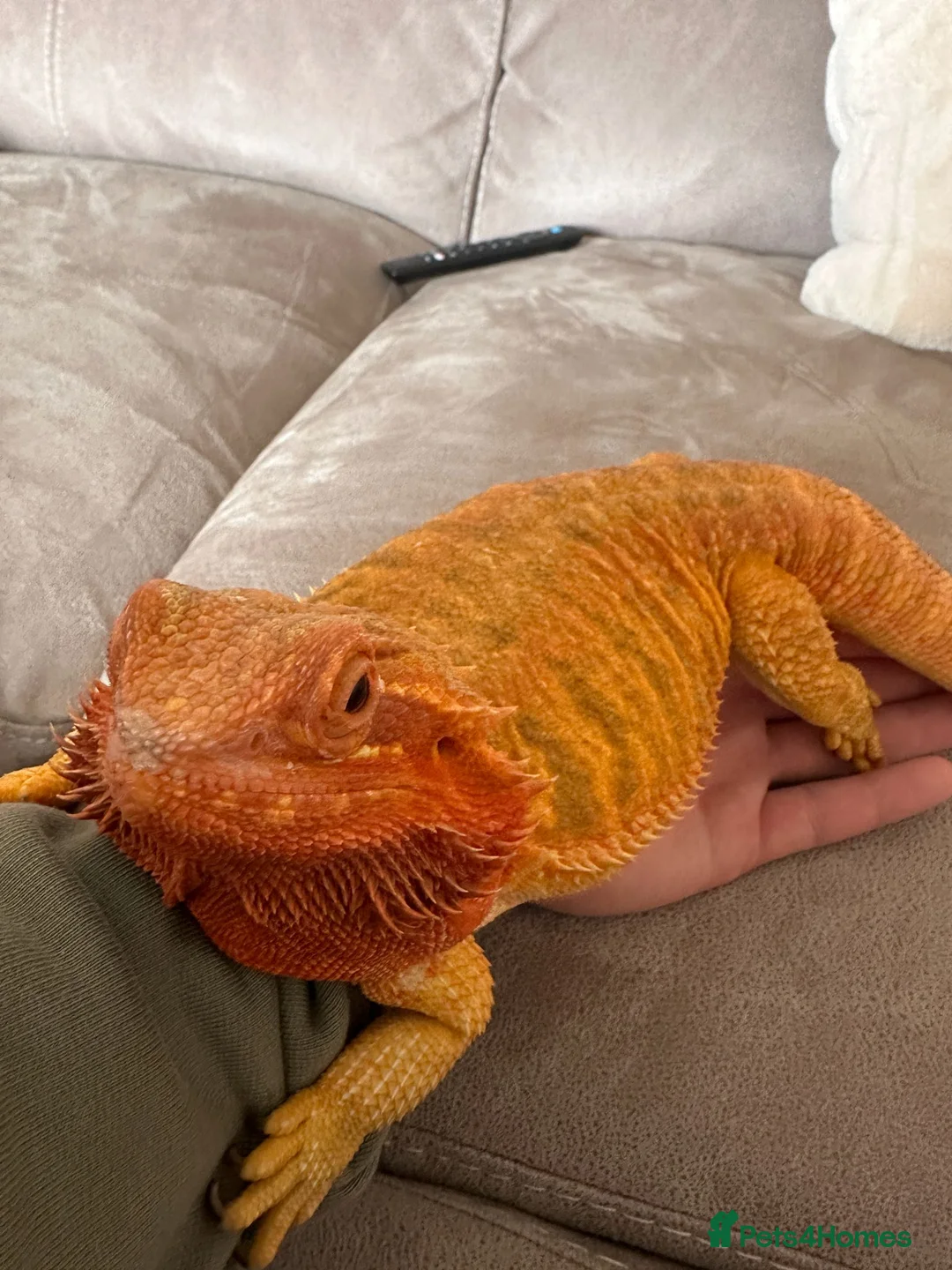 Bearded Dragon reptiles for sale: Female Bearded Dragon and Enclosure  - Advert 2