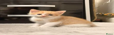 Domestic Shorthair 1