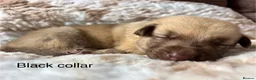German Shepherd dogs for sale: Beautiful German Shepherd Cross Puppies - Advert 1