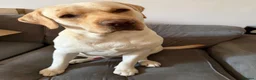 Labrador Retriever dogs for sale: Nearly 2 year old lab  in Halstead - Advert 7