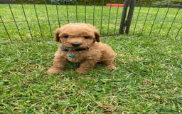 Miniature Poodle dogs for sale: 💌 To Loving Homes Only: - Image 2