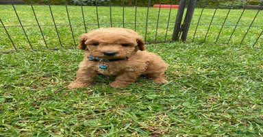 Miniature Poodle dogs - Advert 9