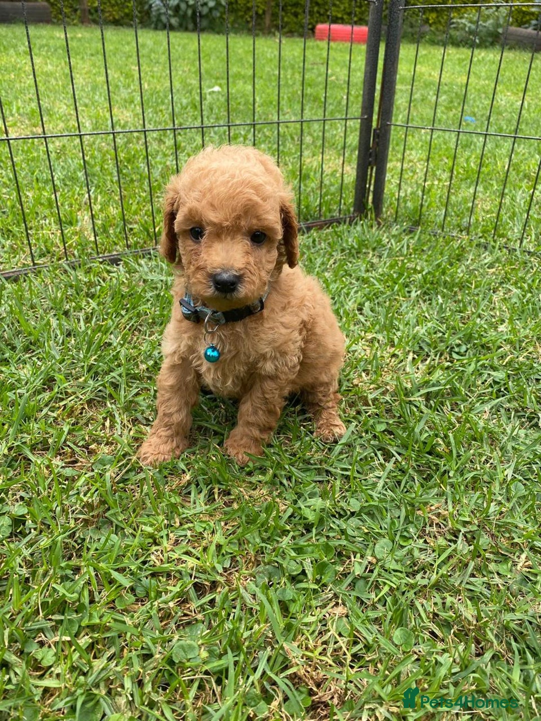 Miniature Poodle dogs for sale: 💌 To Loving Homes Only: - Image 2