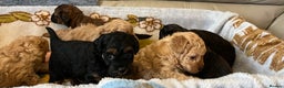 Shihpoo dogs for sale: beautiful shihpoo litter fully vaccinated  - Advert 21