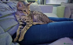 Savannah cats for sale: F3 Savannah female  - Image 4