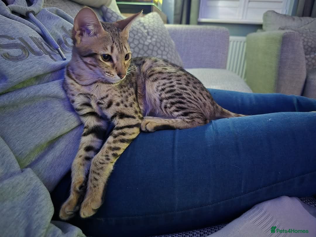 Savannah cats for sale: F3 Savannah female  - Image 4