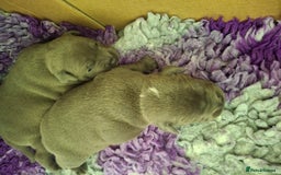 Staffordshire Bull Terrier dogs for sale: Blue Staffordshire Bull Terrier puppies - Image 11