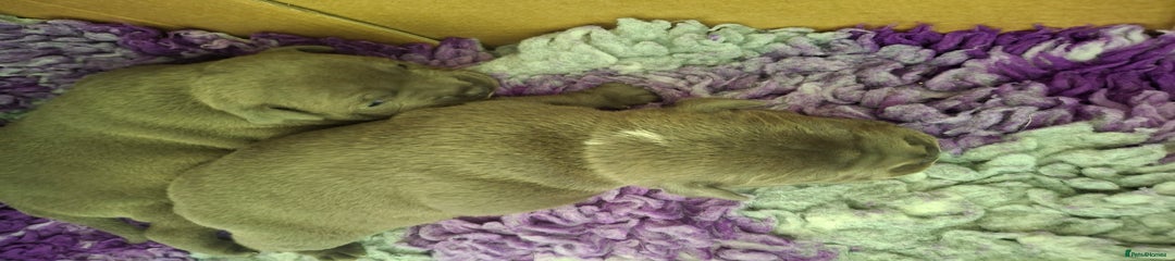 Staffordshire Bull Terrier Puppy 2 ( Lupin )