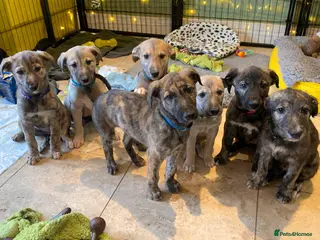 Lurcher dogs 1 Male Available - Green Collar .Avail 22nd March - Advert 22