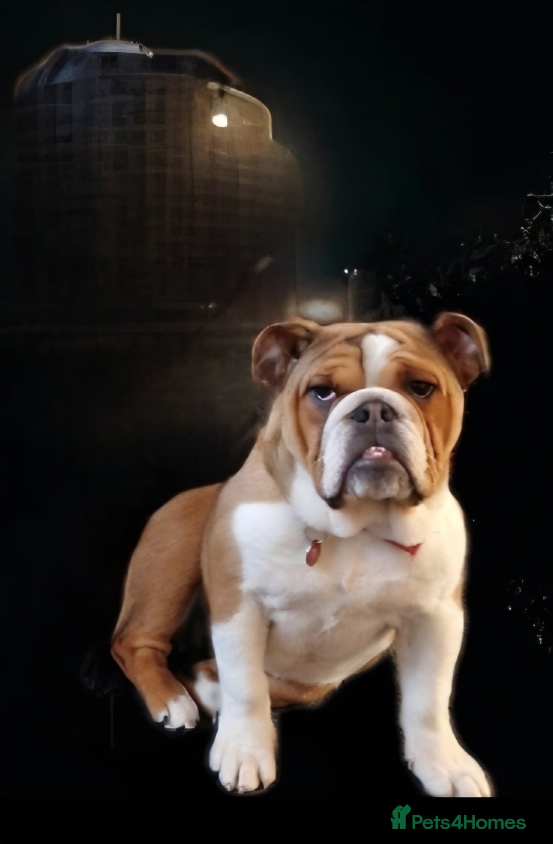 English Bulldog dogs for sale: English bulldog  - Advert 1