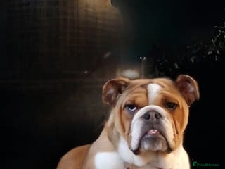 English Bulldog dogs English bulldog - Advert 1