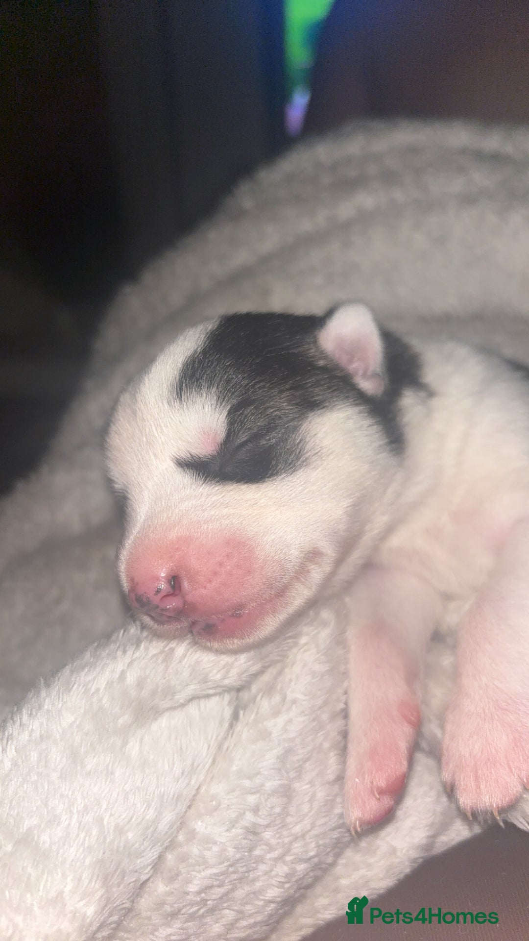 Siberian Husky dogs for sale: 6 Beautiful Siberian Husky’s ❤️ - Advert 7