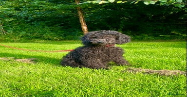 Irish Doodle dogs - Advert 10