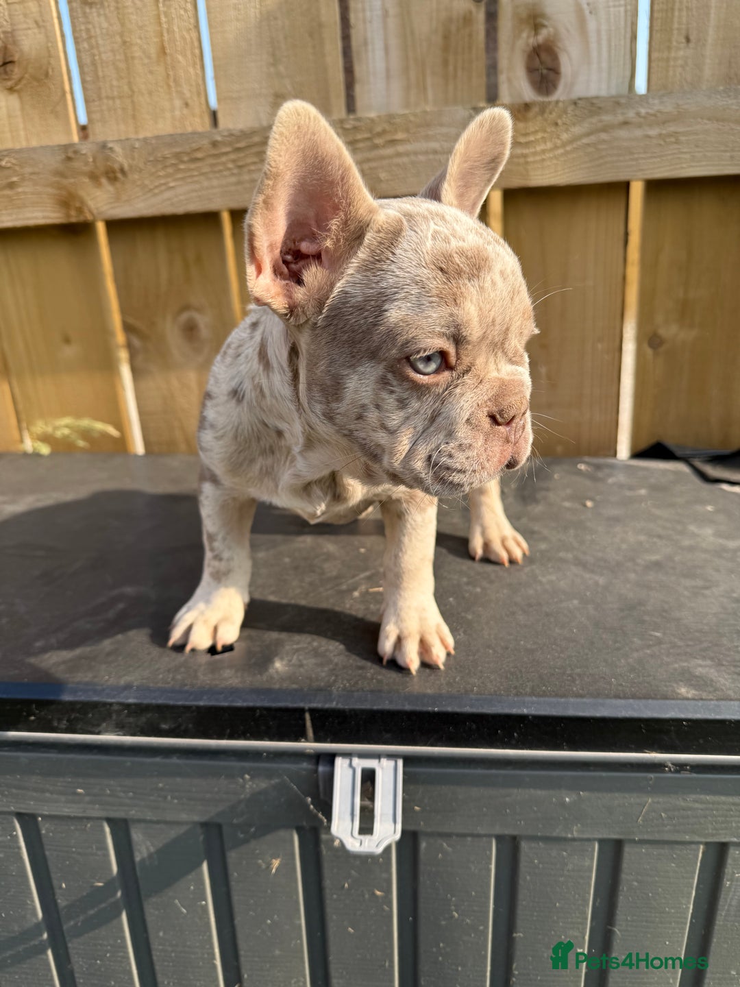 French Bulldog dogs for sale: READY !!🤩DWKC FRENCHIE-Newshade Isabella&Isabella in Driffield - Image 5