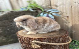 Mini Lop rabbits for sale: ⭐️ FRIENDLY PUREBRED MINI LOP BUNNIES ⭐️ - Image 11