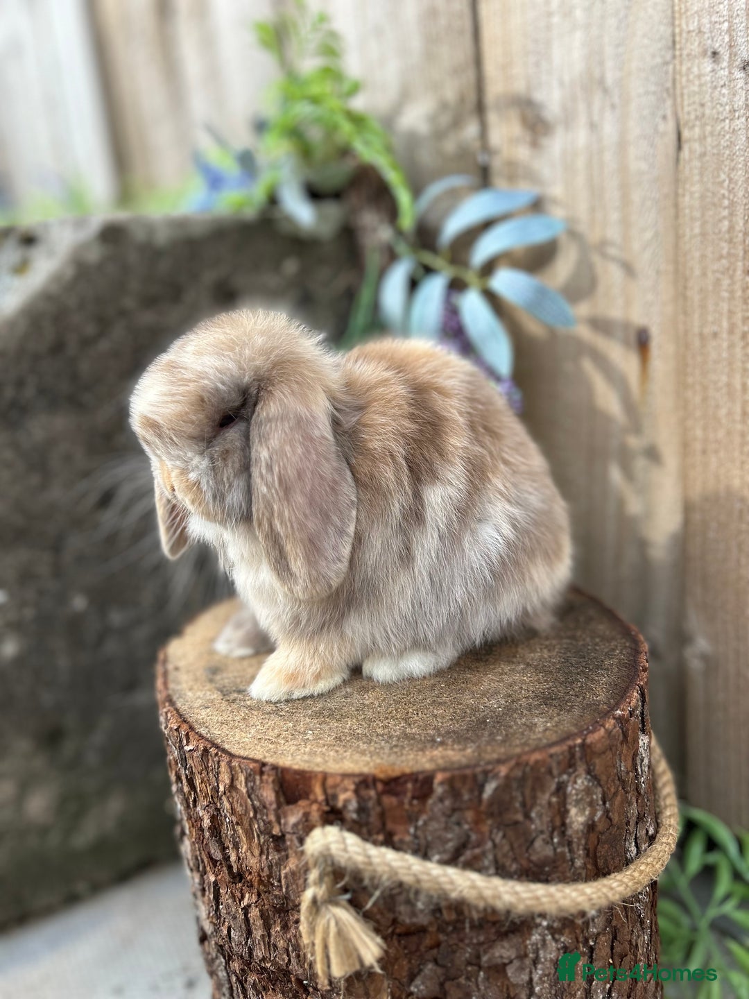 Mini Lop rabbits for sale: ⭐️ FRIENDLY PUREBRED MINI LOP BUNNIES ⭐️ - Image 11