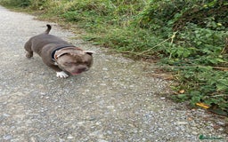 American Bully dogs for stud: Pocket bully for stud  - Image 12