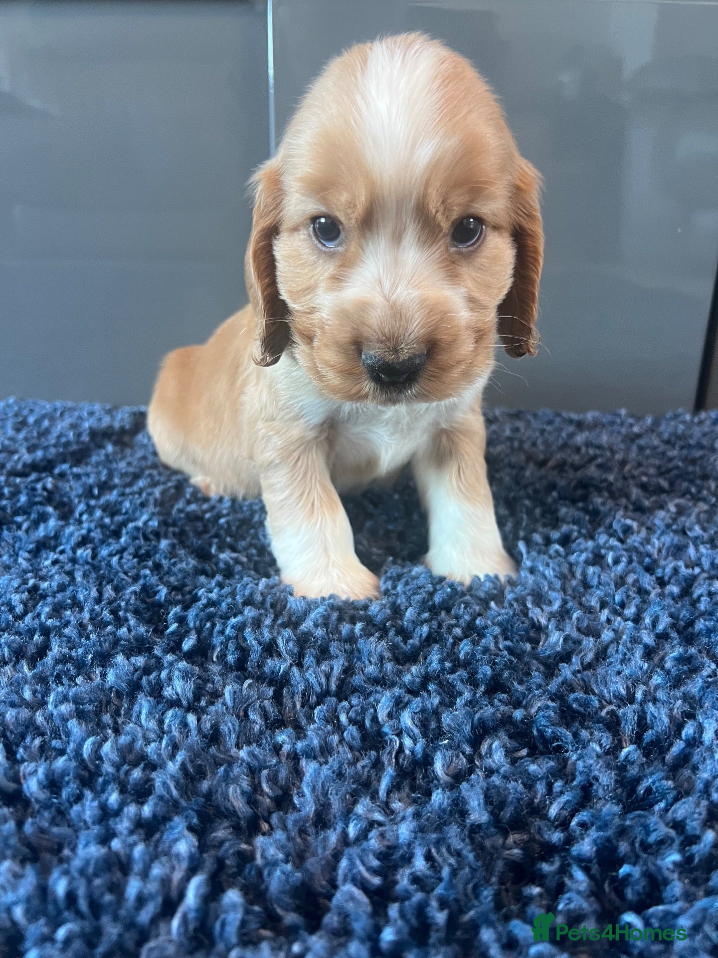 Cocker Spaniel dogs for sale: 💙 Exceptional show type health tested boys 💙 - Advert 2