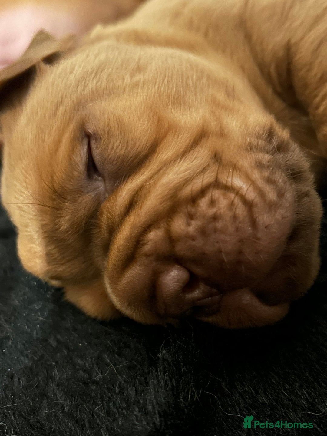 Dogue De Bordeaux dogs for sale: 🐾Dogue de Bordeaux Puppies Champion Bloodlines  - Image 5