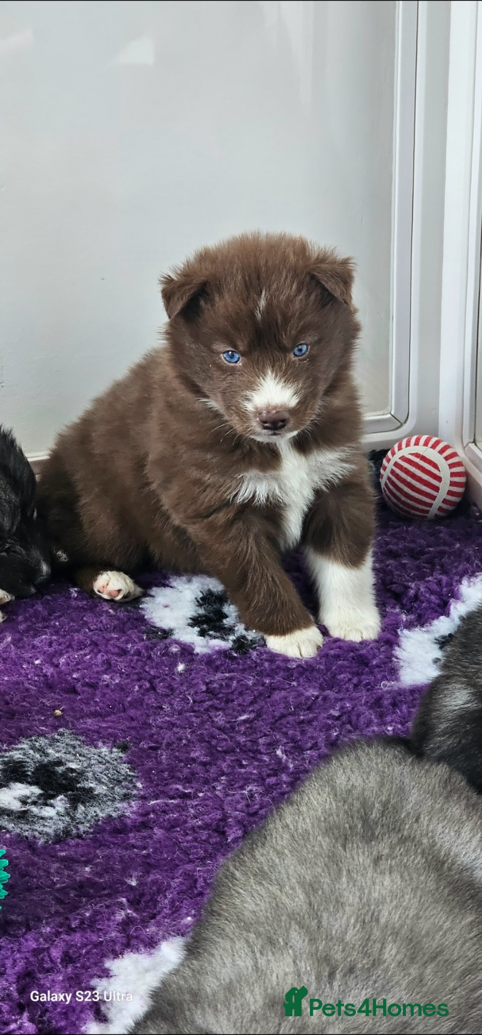 Siberian Husky dogs Beautiful Siberian Husky - Advert 1