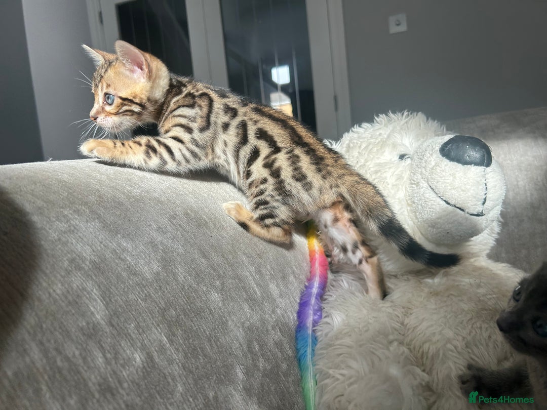Bengal cats for sale: Stunning Bengal Kittens - TICA Registered - Image 25