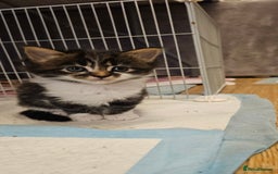 Mixed Breed cats for sale: 2 fluffy girls - Image 1