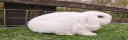 Mini Lop rabbits for sale: Adult mini lop Female  - Advert 3