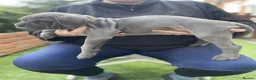 Cane Corso dogs for sale: Born With Presence, Raised With Purpose in Bournemouth - Advert 18
