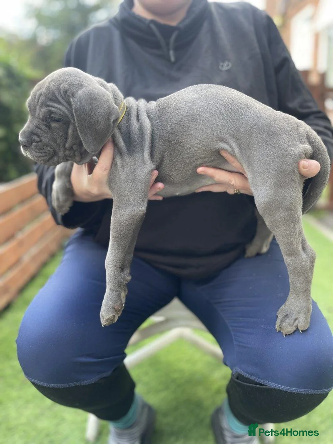 Cane Corso dogs for sale: Born With Presence, Raised With Purpose in Bournemouth - Advert 18