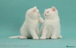 British Shorthair cats for sale: Stunning British shorthair - Image 26