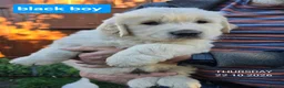 Golden Retriever dogs for sale: Beautiful fluffy Golden Retriever puppies kc reg - Advert 8