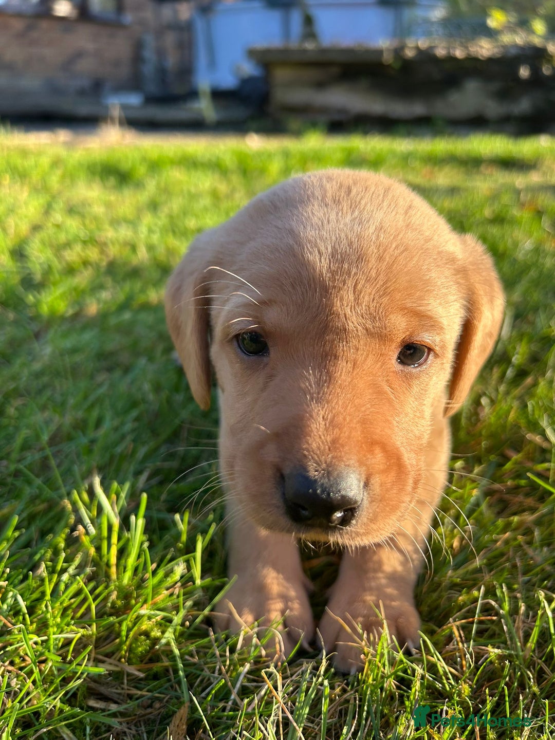 Labrador Retriever dogs for sale: Fox Red Labrador Puppies for Sale - Advert 4