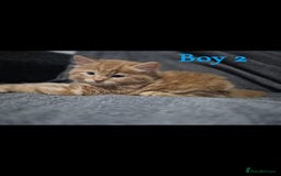 British Longhair cats for sale: Long haired kittens - Image 12
